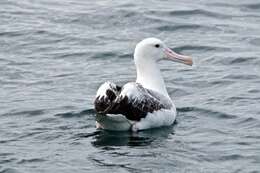 Image of Royal Albatross