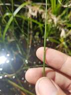 Image of Southern Umbrella Sedge