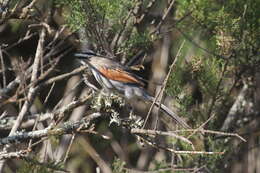 Image of Black-crowned Tchagra