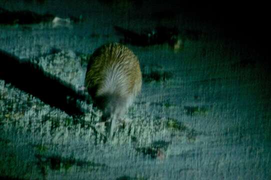 Image of Southern Brown Kiwi