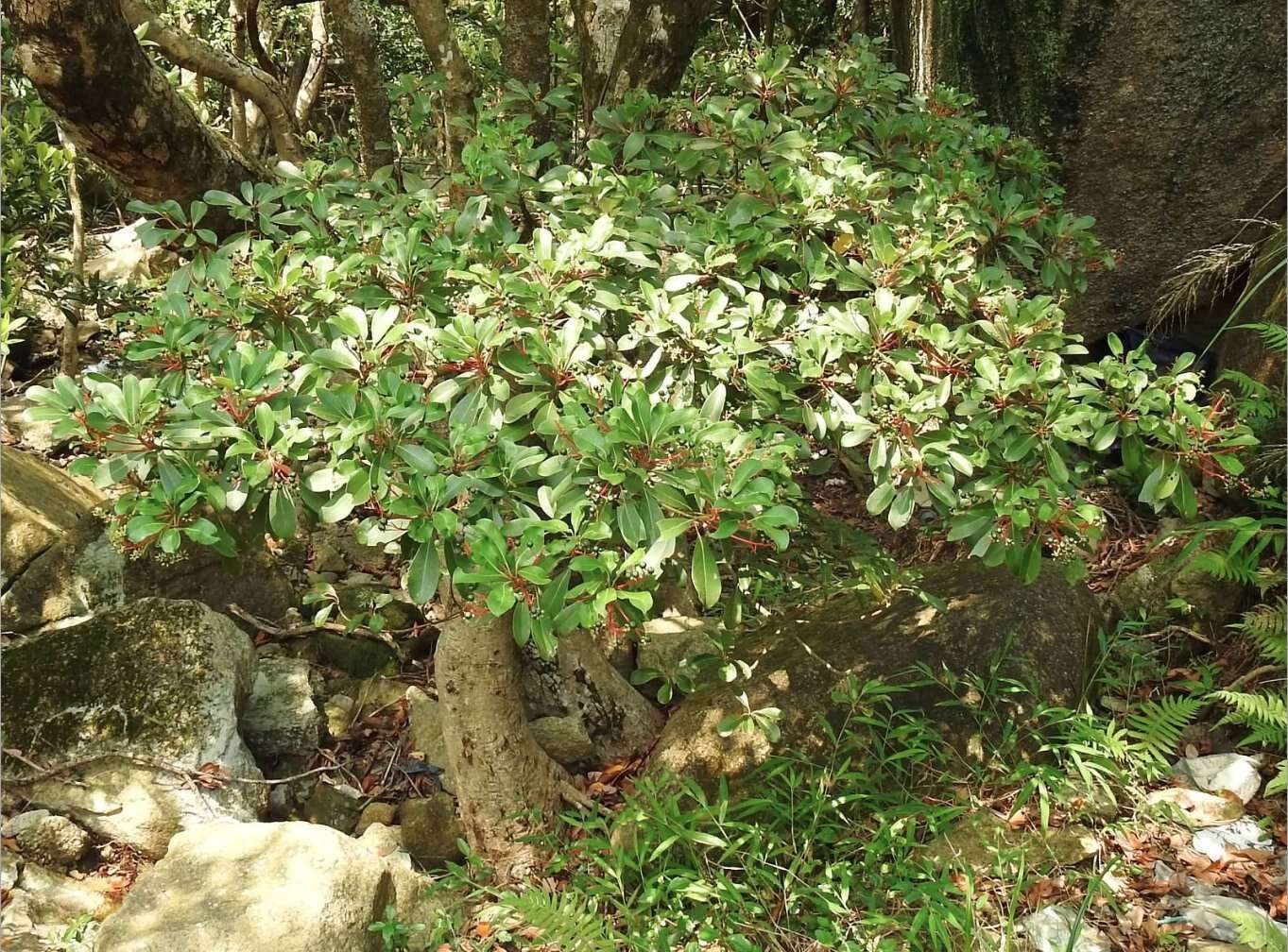 Plancia ëd Machilus chekiangensis S. K. Lee