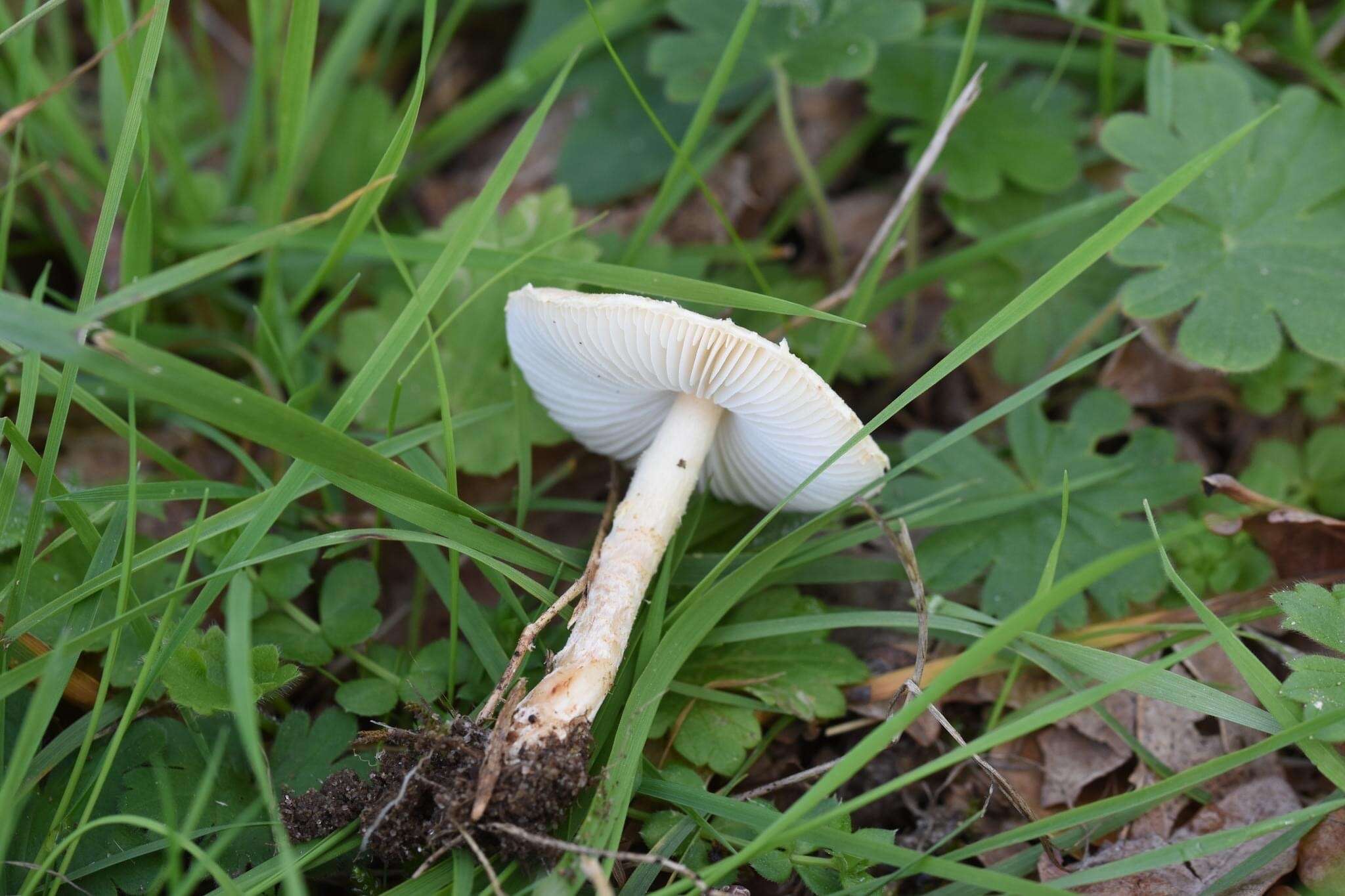 Image of Lepiota subincarnata J. E. Lange 1940