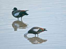 Image of Paradise Shelduck