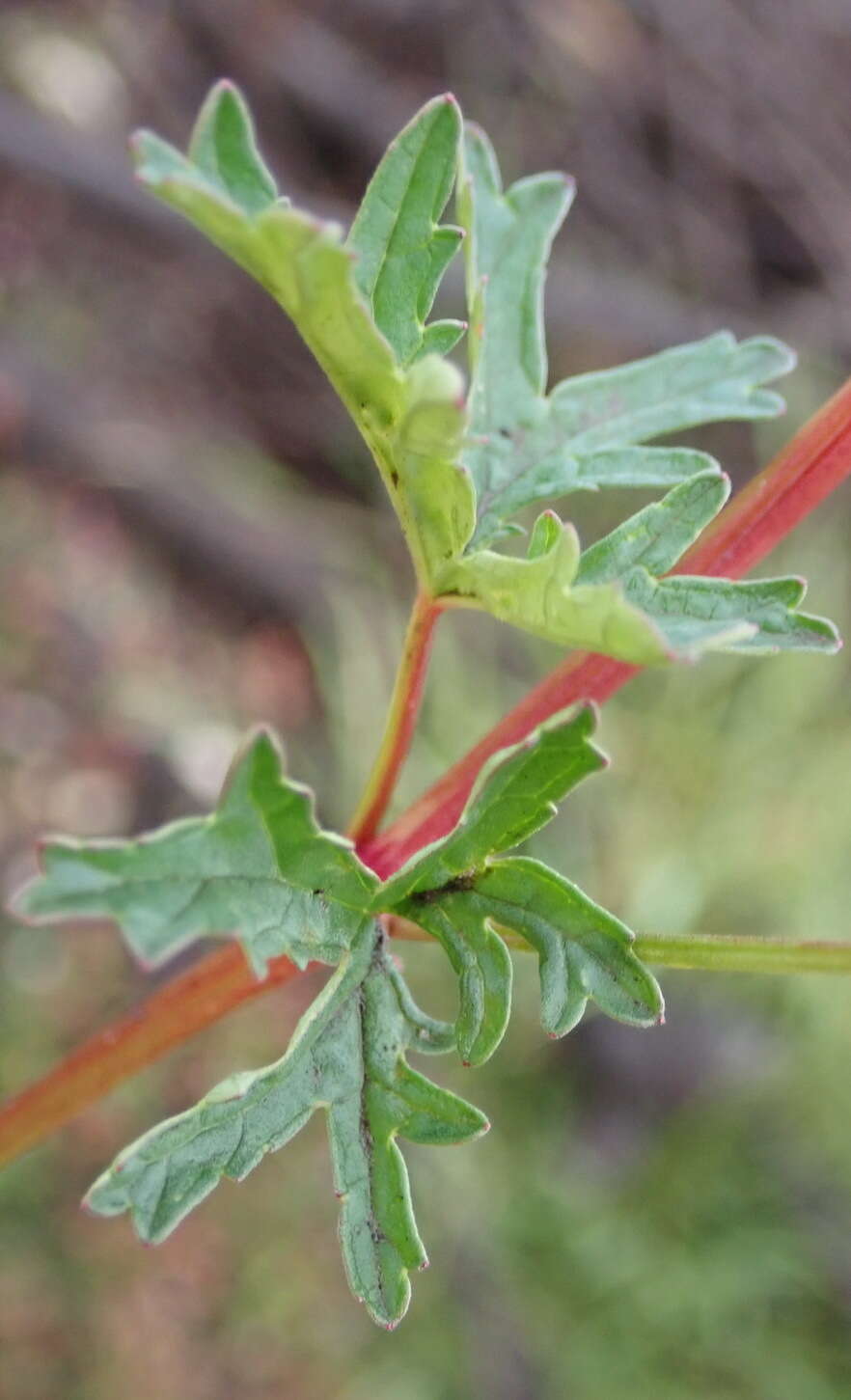 Imagem de Pelargonium columbinum Jacq.