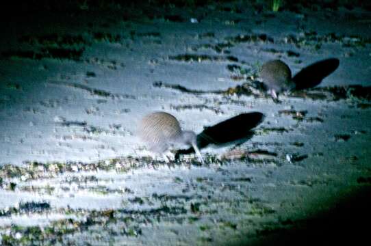 Image of Southern Brown Kiwi