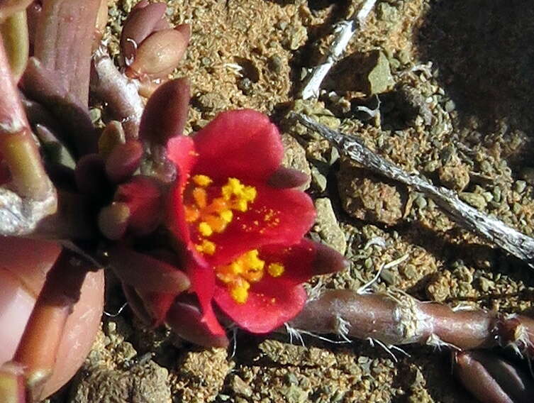 Image of Portulaca kermesina N. E. Brown