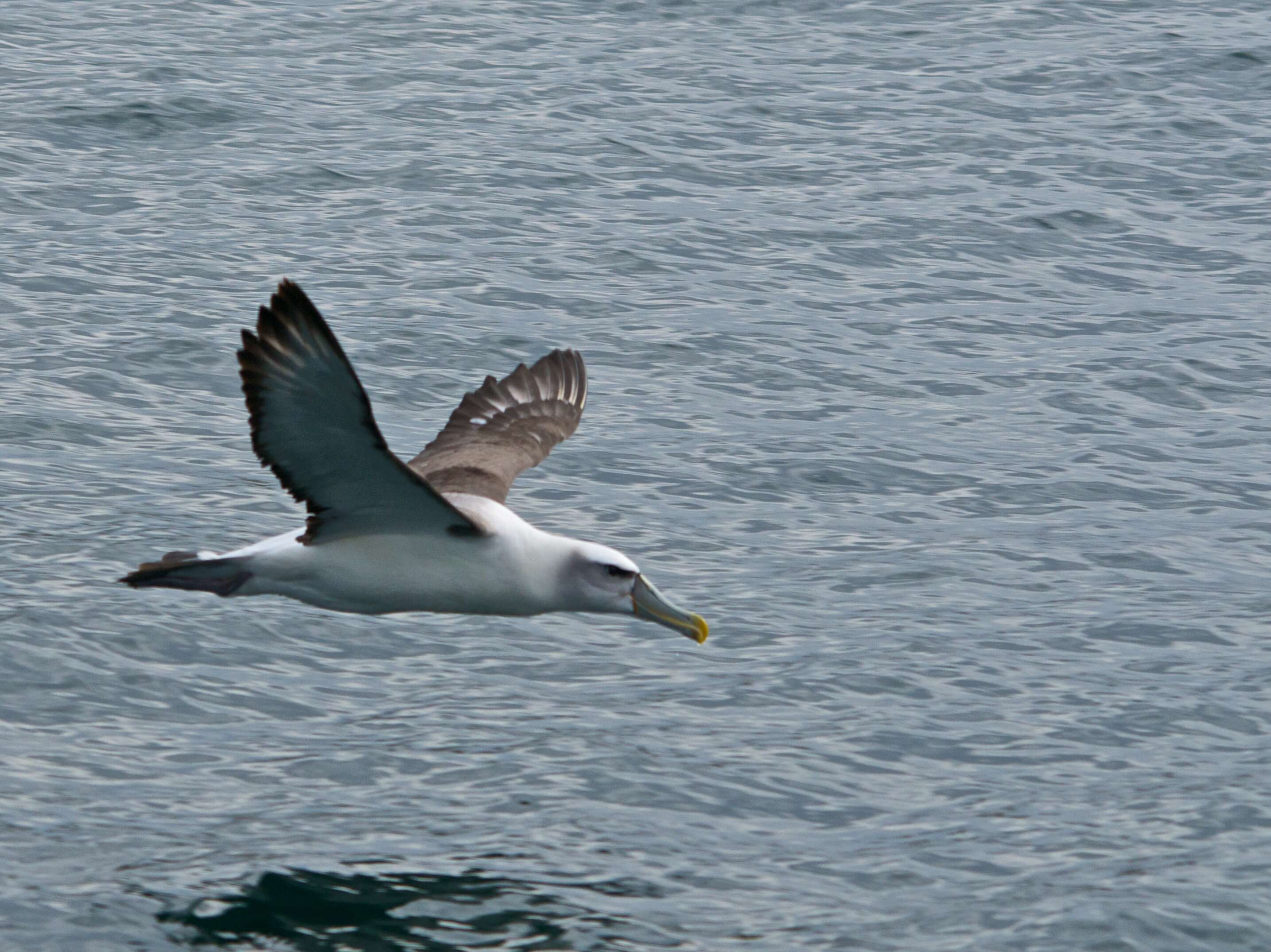 Image of Shy Albatross