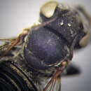 Image de Megachile leachella Curtis 1828