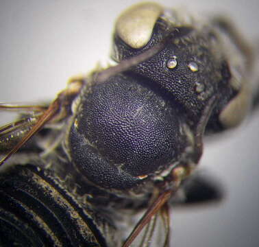 Image de Megachile leachella Curtis 1828