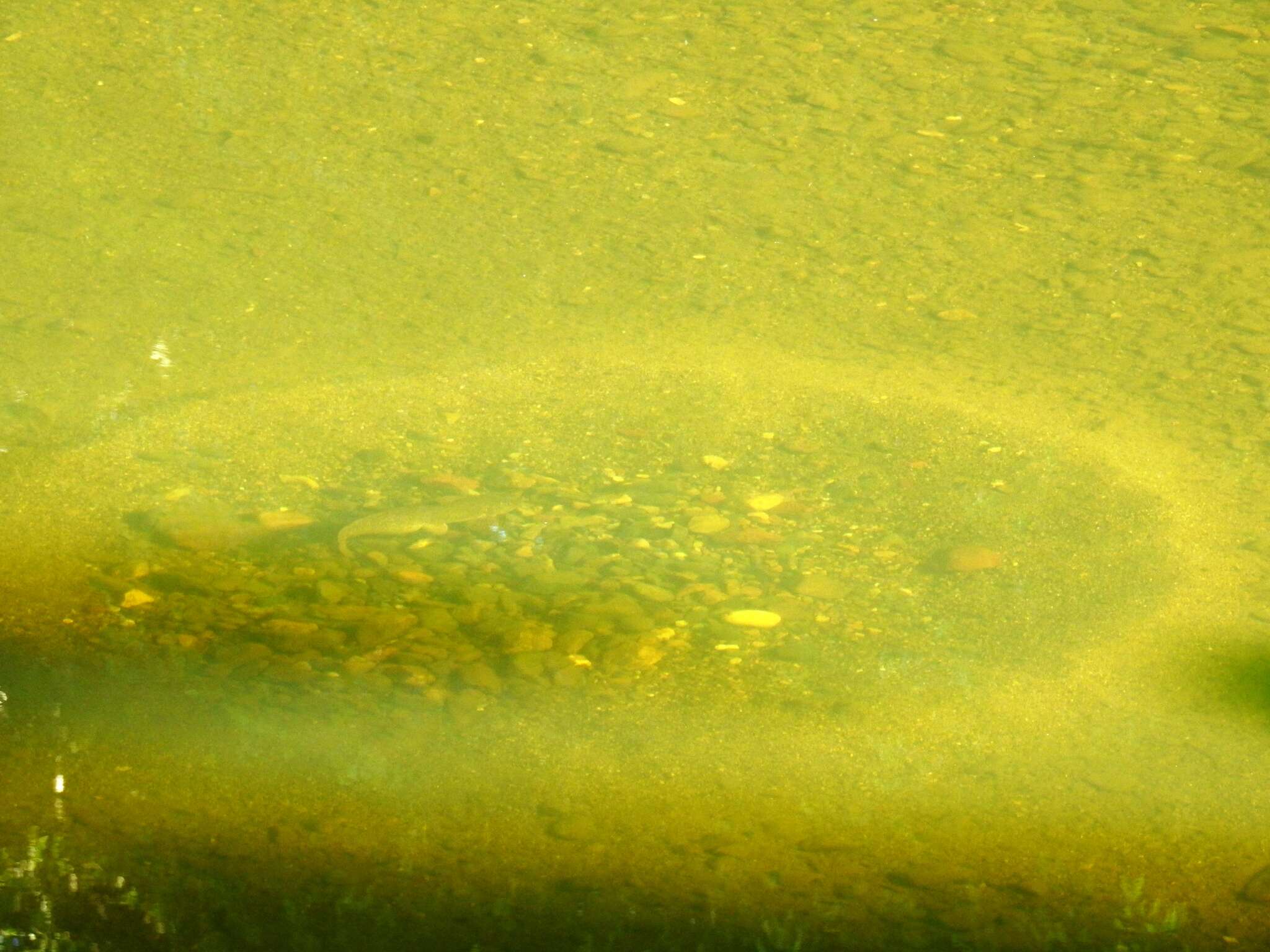 Image of Eel-tailed catfish