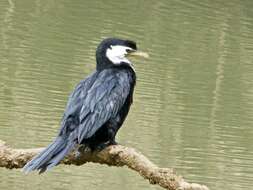 Image of Little Pied Cormorant