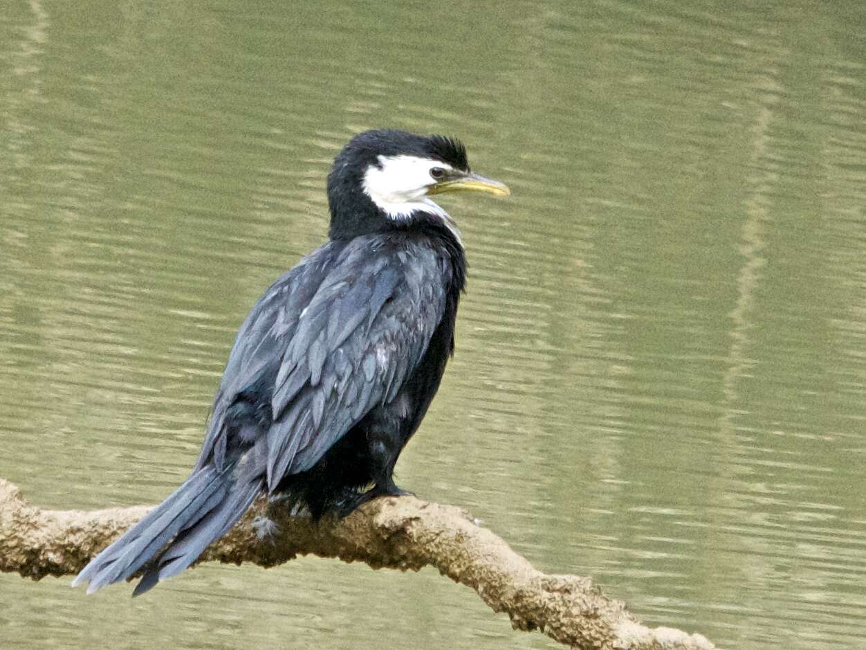 Image of Little Pied Cormorant