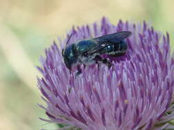 Osmia texana Cresson 1872的图像