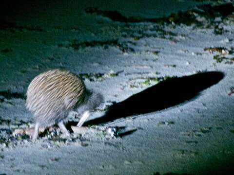 Image of Southern Brown Kiwi