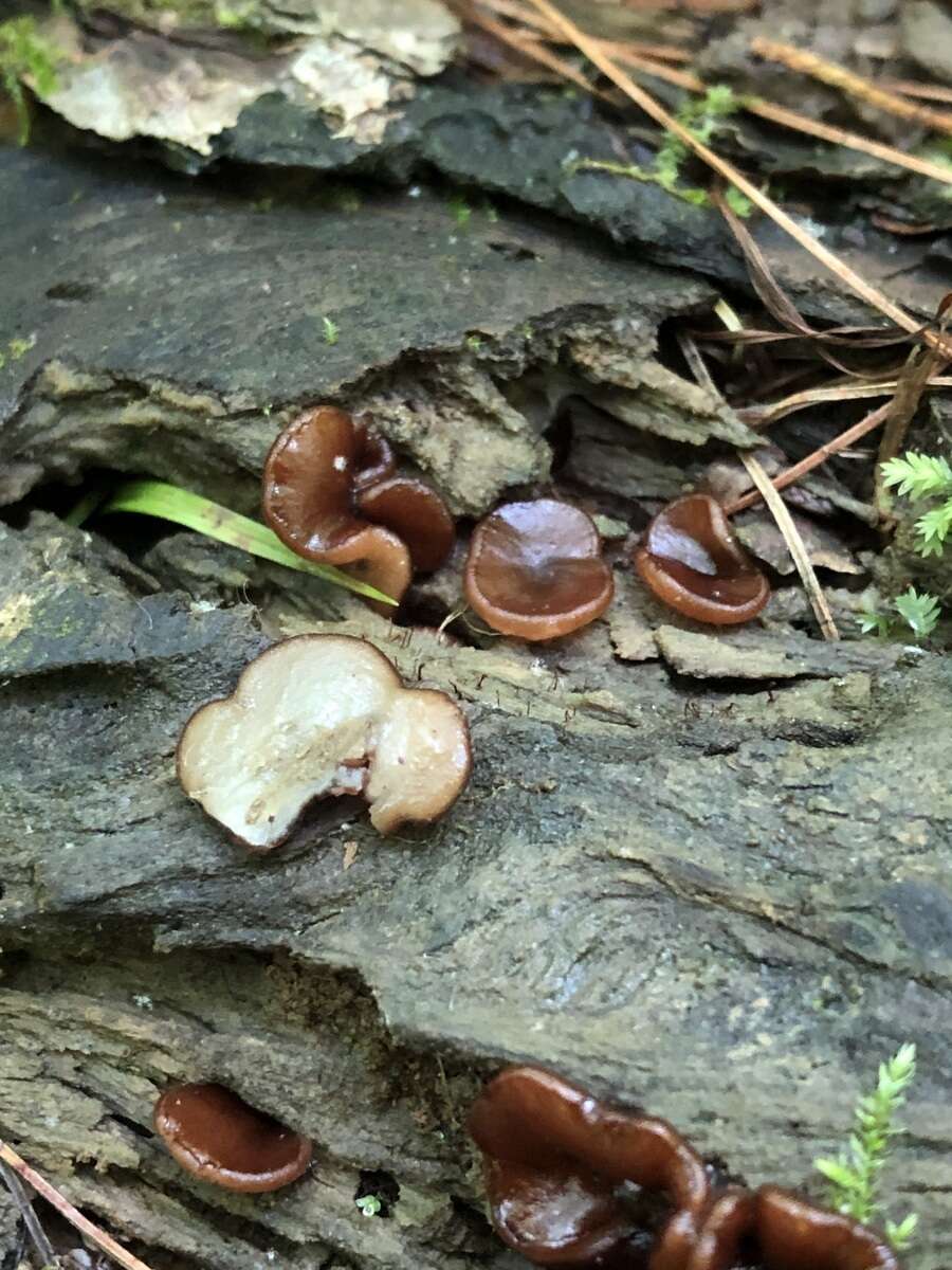 Image de Pachyella clypeata (Sacc.) Le Gal 1953