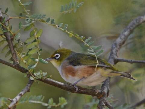 Image of Silvereye