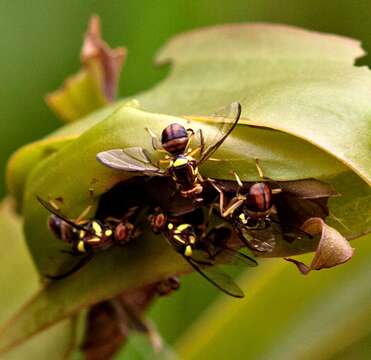 Sivun Bactrocera cacuminata (Hering 1941) kuva