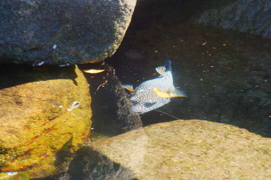 Image of Guinea fowl puffer