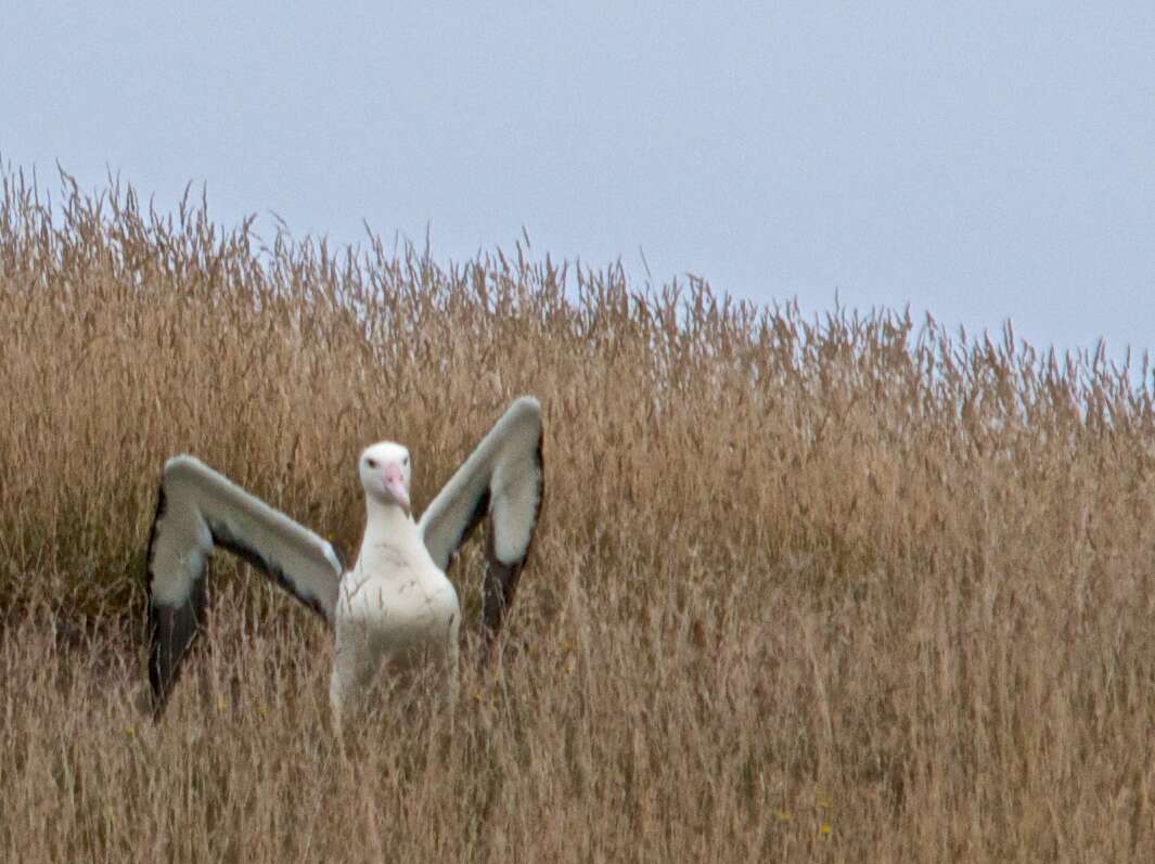 Image of Northern Royal Albatross