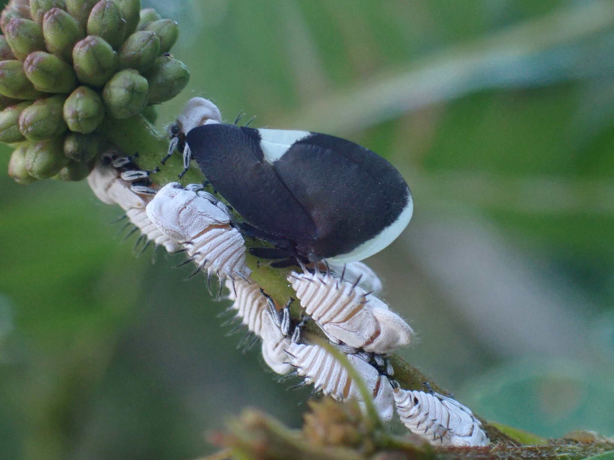 Image of Membracis dorsata Fabricius