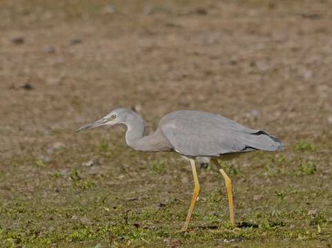 Image of White-faced Heron