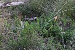 Image of Cheilanthes austrotenuifolia H. M. Quirk & T. C. Chambers