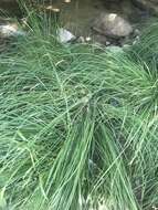 Image de Carex reuteriana subsp. reuteriana