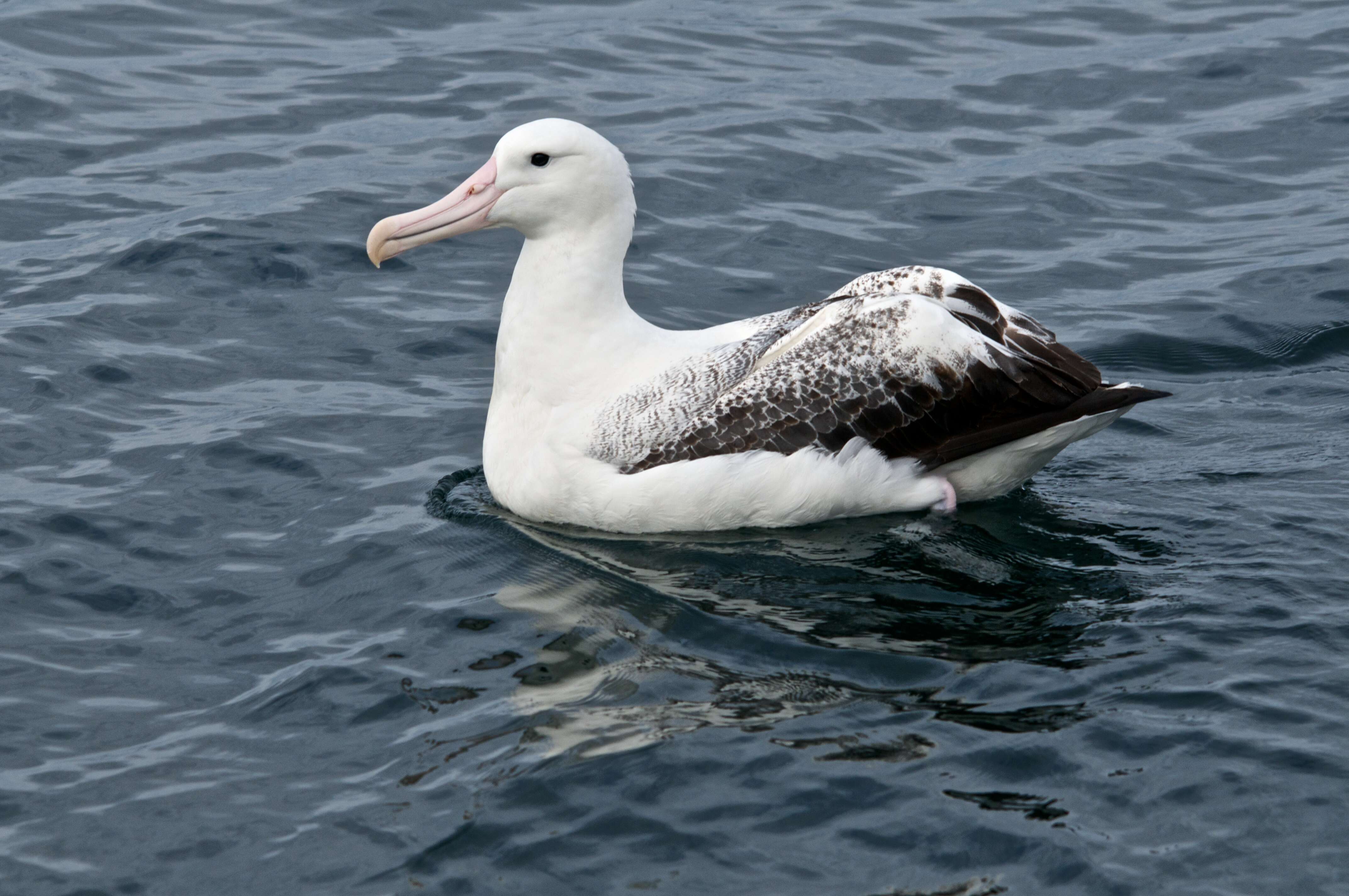 Image of Royal Albatross