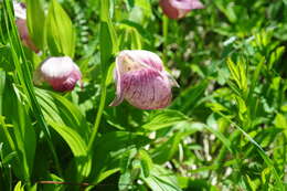 Image of Large-flowered Cypripedium