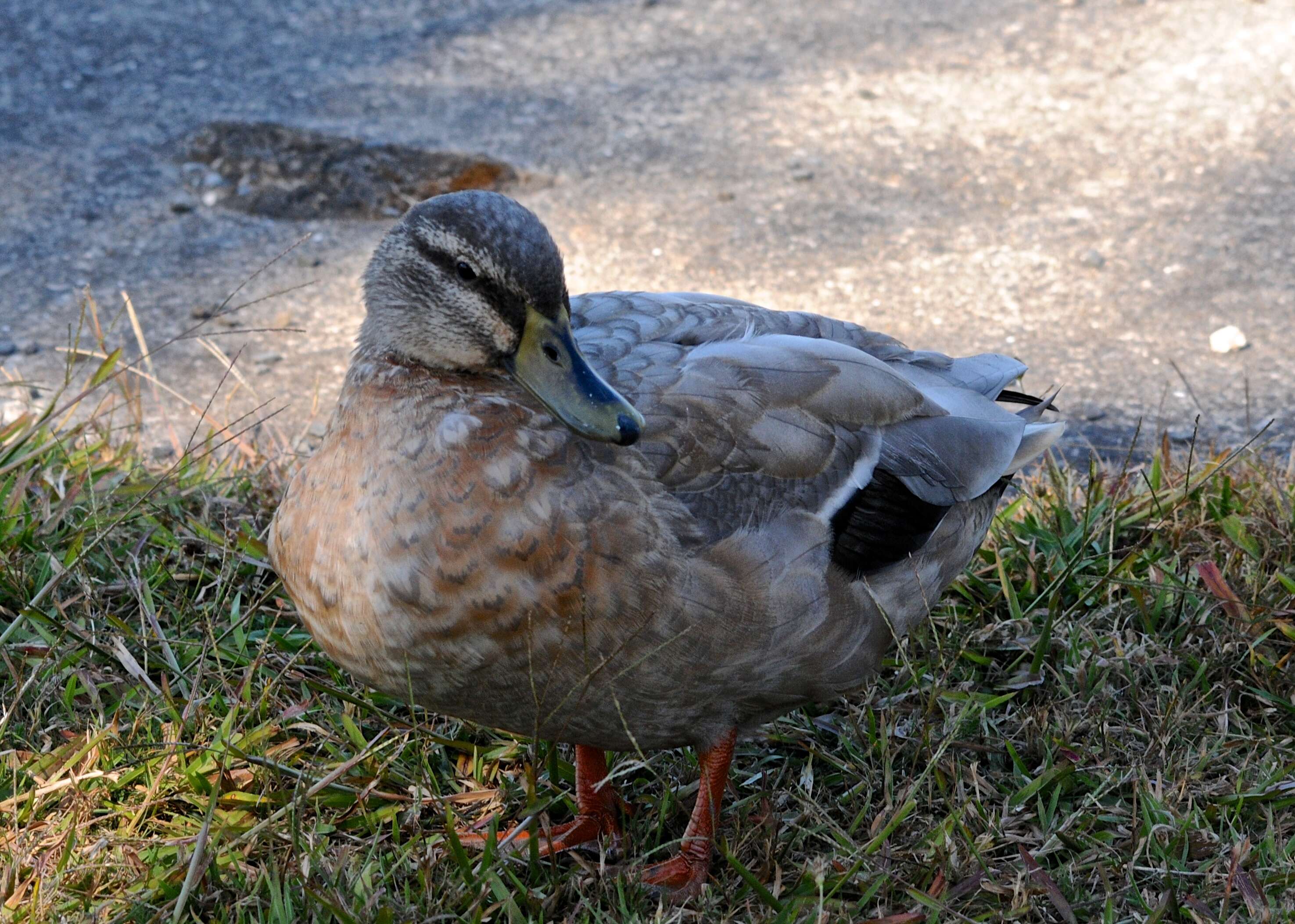 Image of Grey Duck