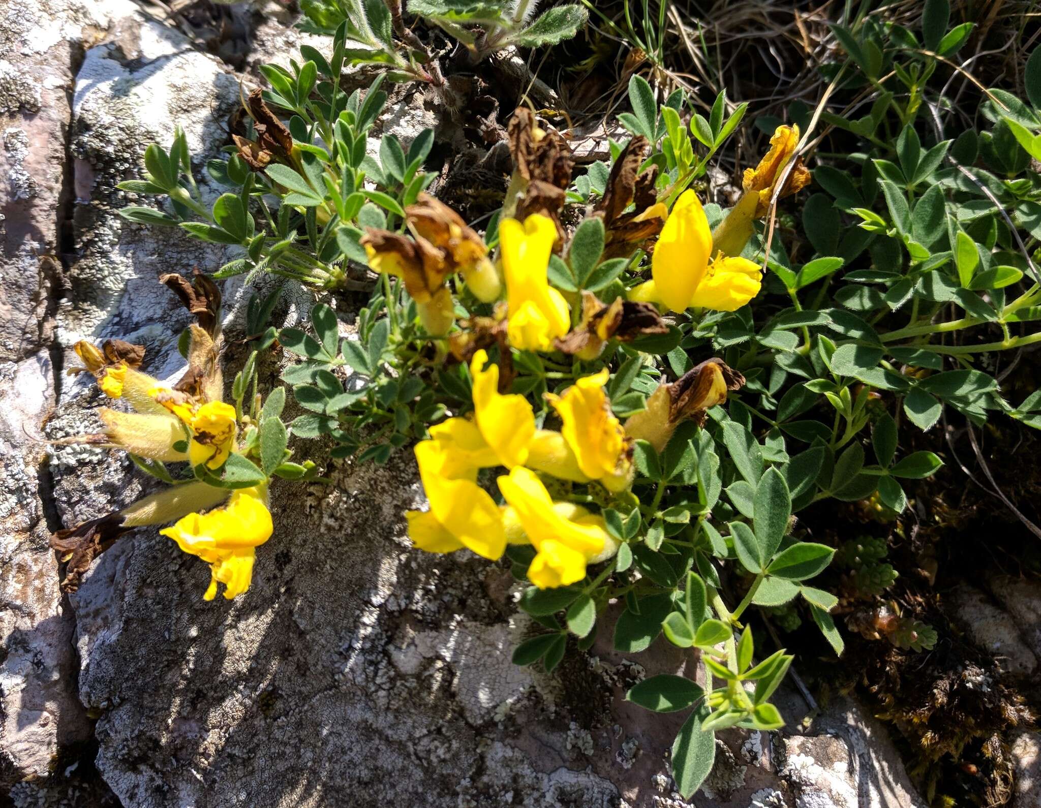 Слика од Cytisus wulfii V. I. Krecz.