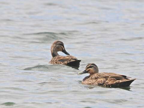 Image of Grey Duck