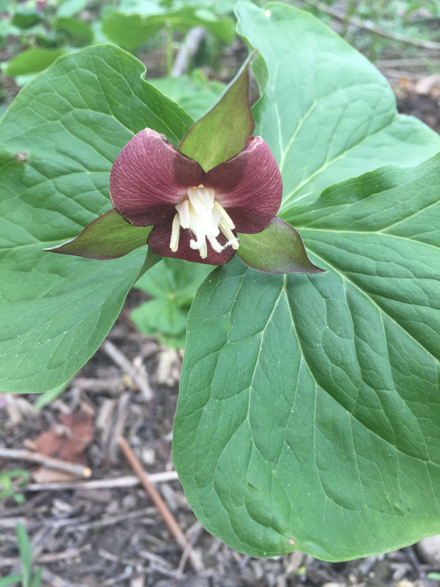 Imagem de Trillium flexipes Raf.