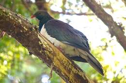 Image of Kererū