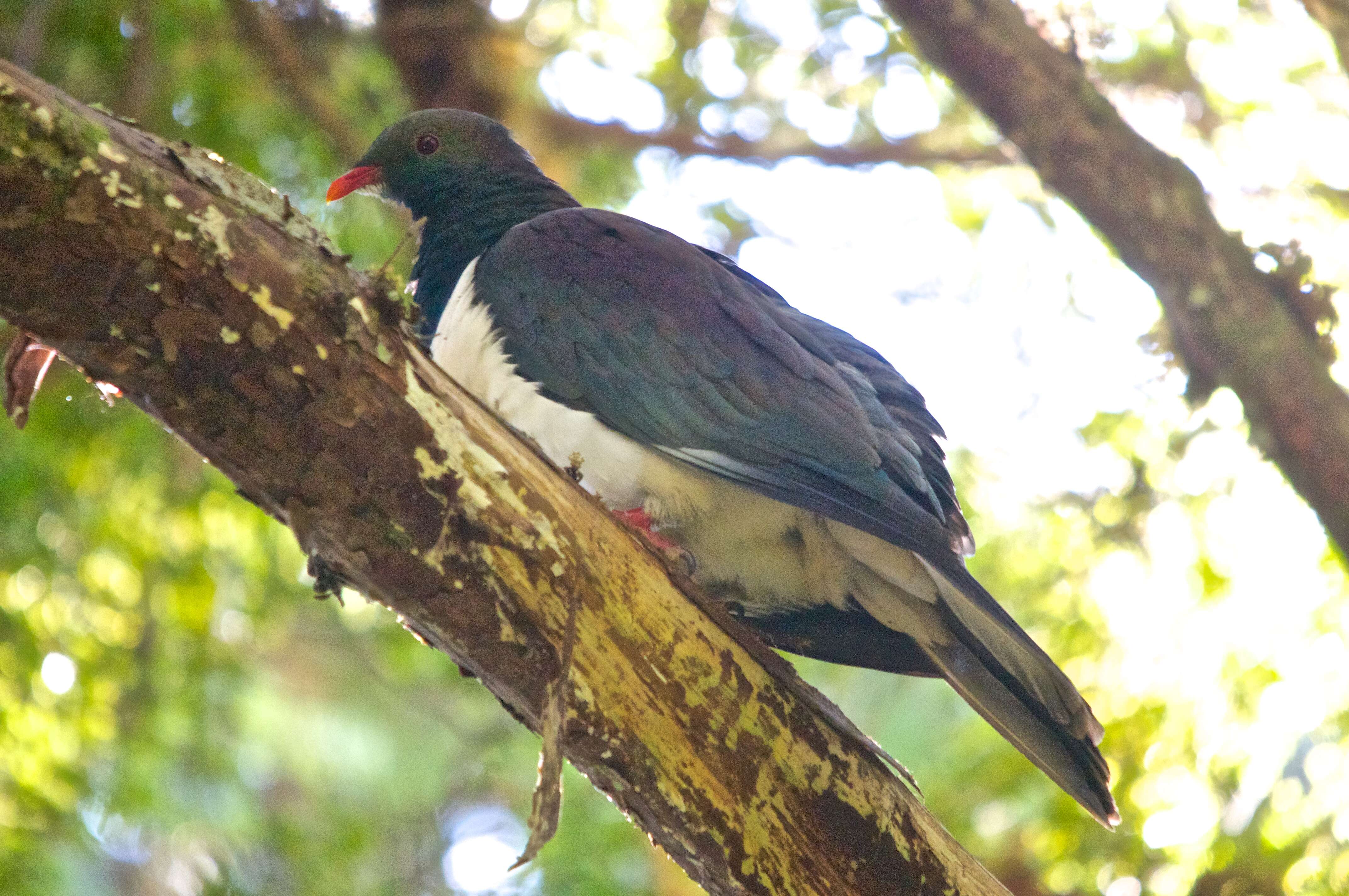 Image of Kererū