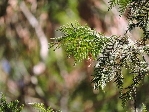 Image of Formosan Cypress