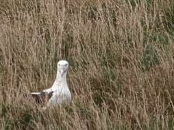 Image of Northern Royal Albatross