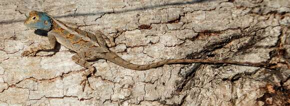 Image of Mozambique Agama