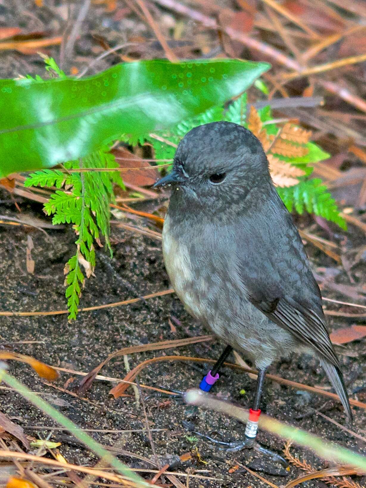 Image of New Zealand Robin