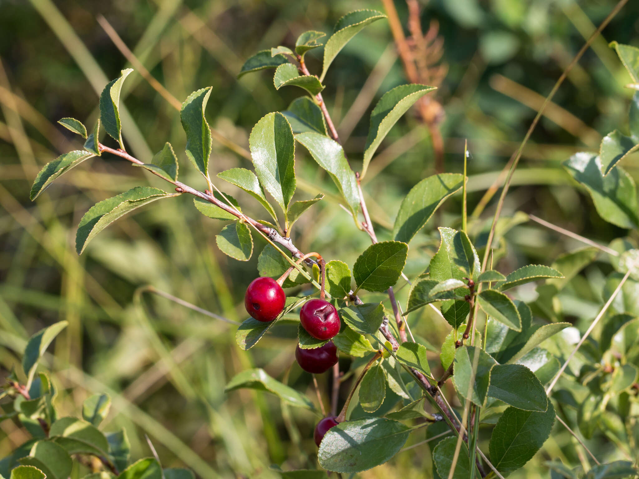 Imagem de Prunus fruticosa Pall.