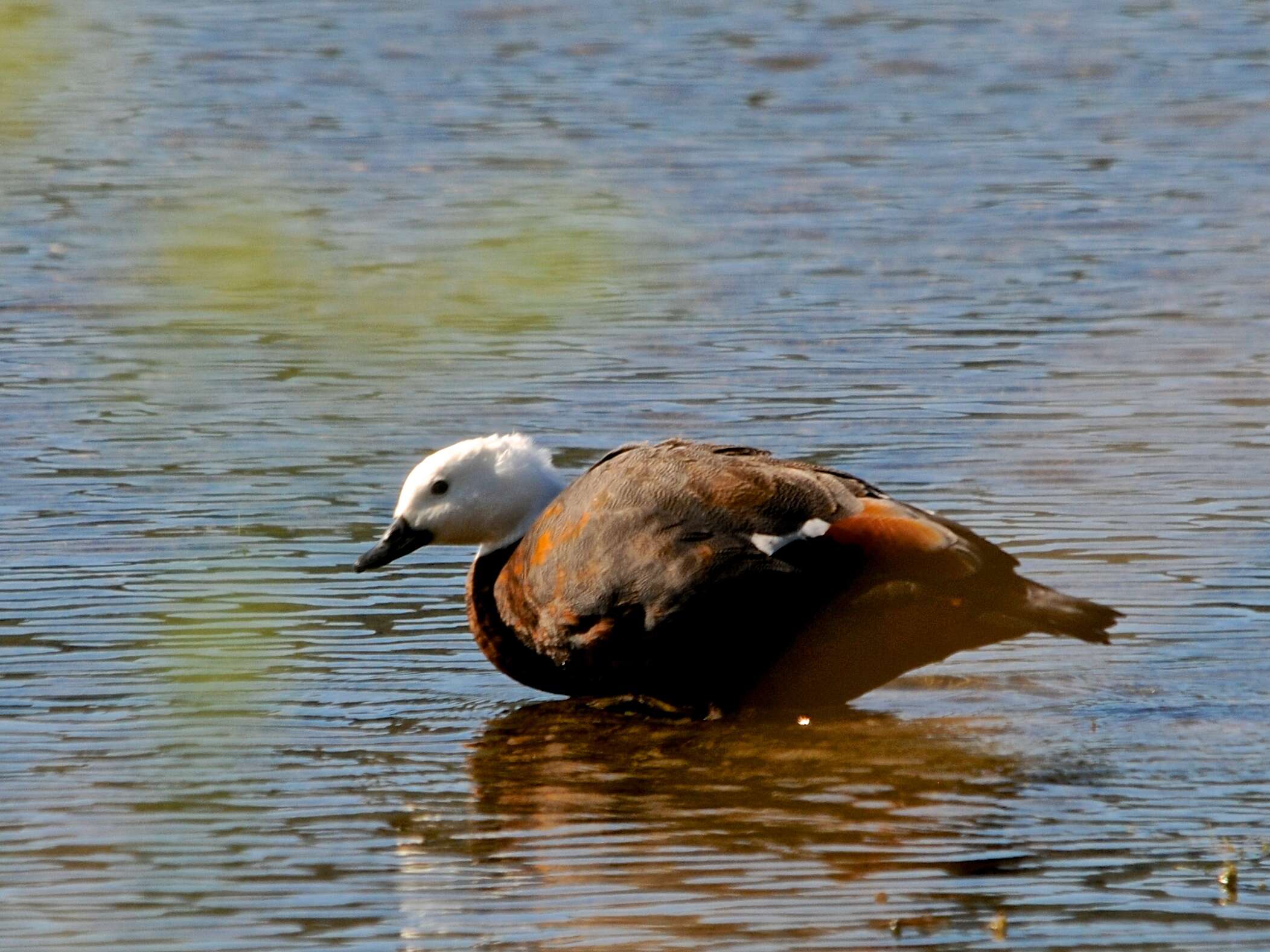 Image of Paradise Shelduck