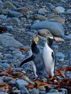 Image of Yellow-eyed Penguins