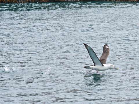 Image of White-capped Albatross