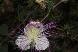 Imagem de Lasioglossum pseudosphecodimorphum (Blüthgen 1923)