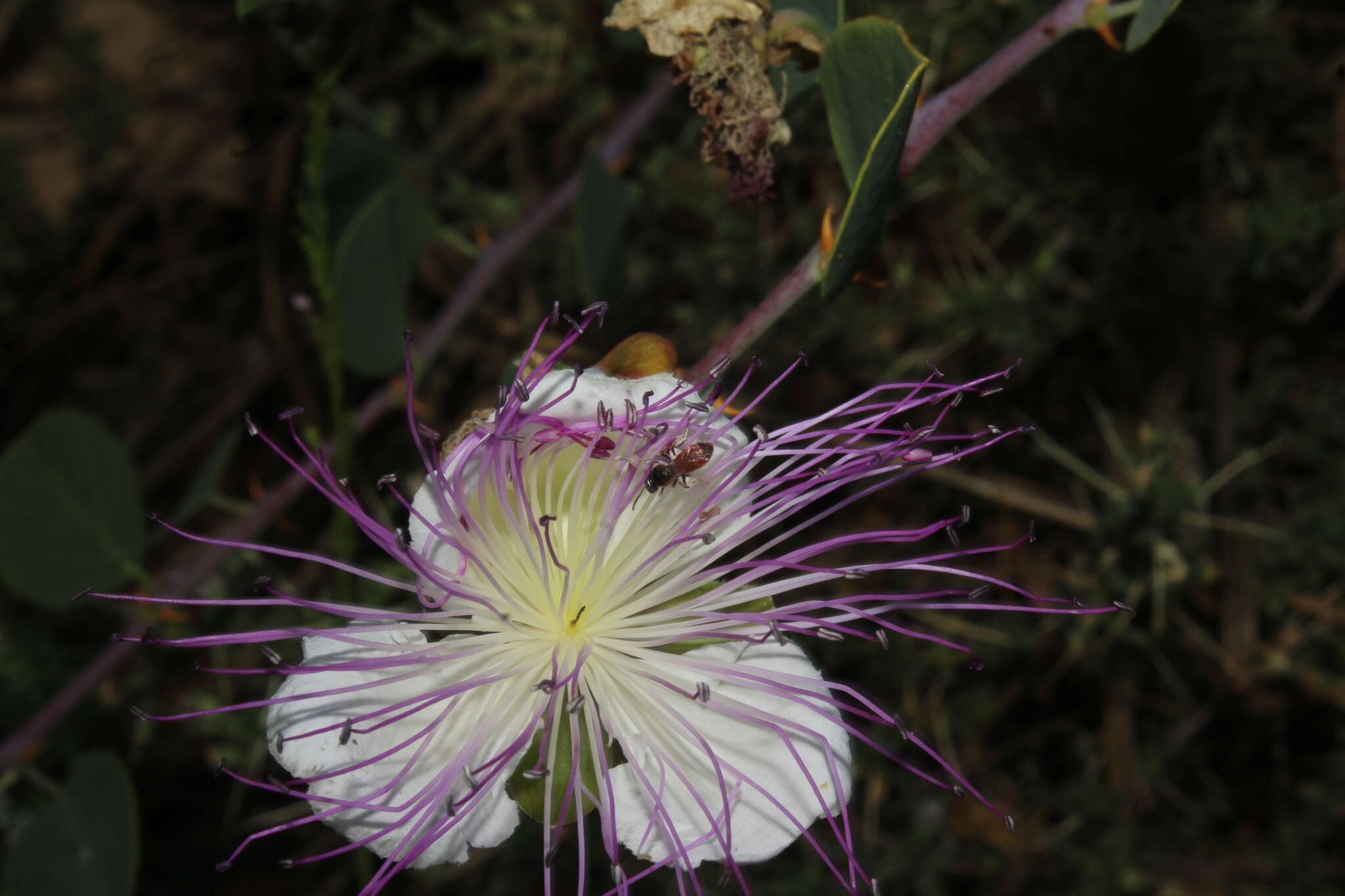 Imagem de Lasioglossum pseudosphecodimorphum (Blüthgen 1923)