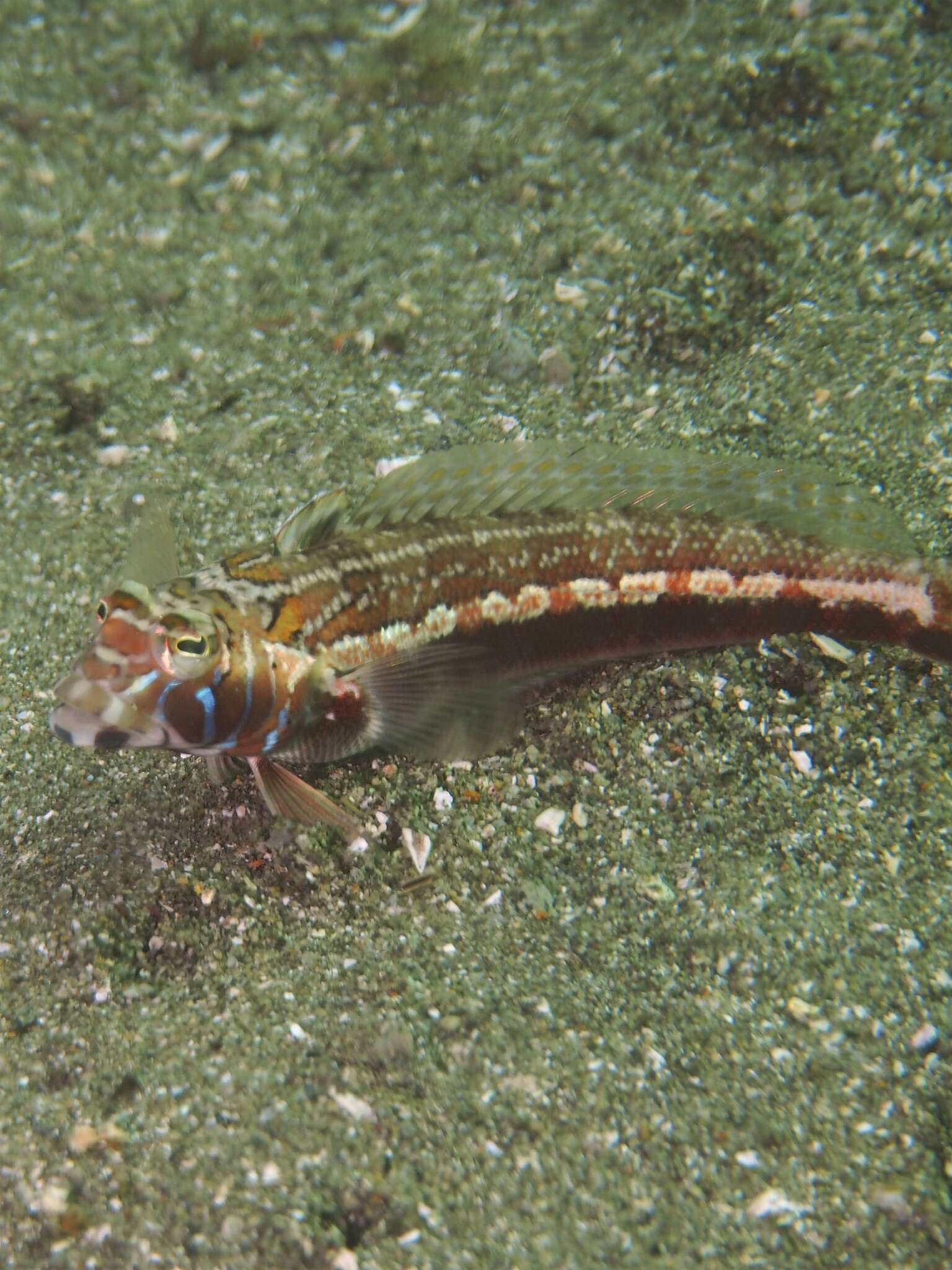 Image of Grub fish