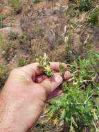 Image of wavyleaf blazingstar