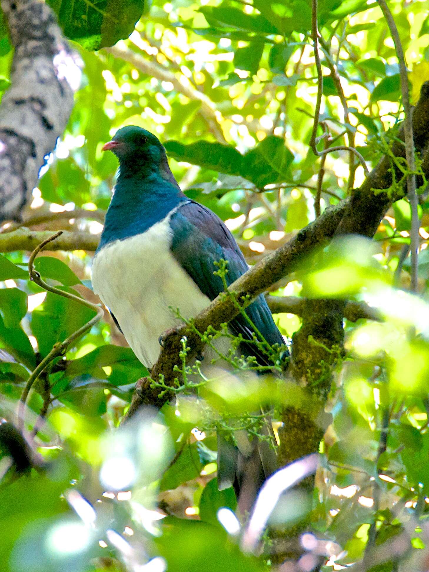 Image of Kererū