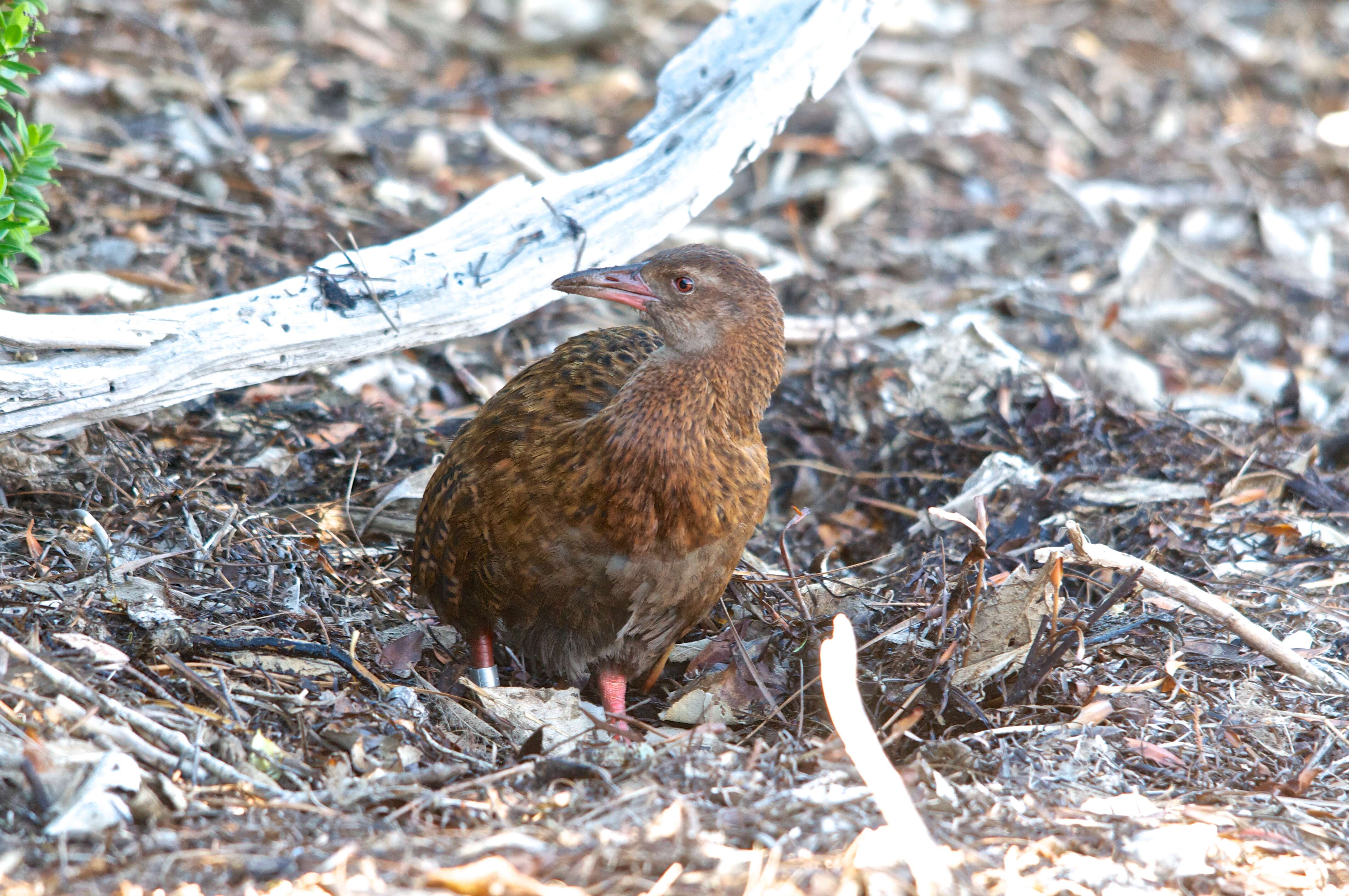 Image of Weka