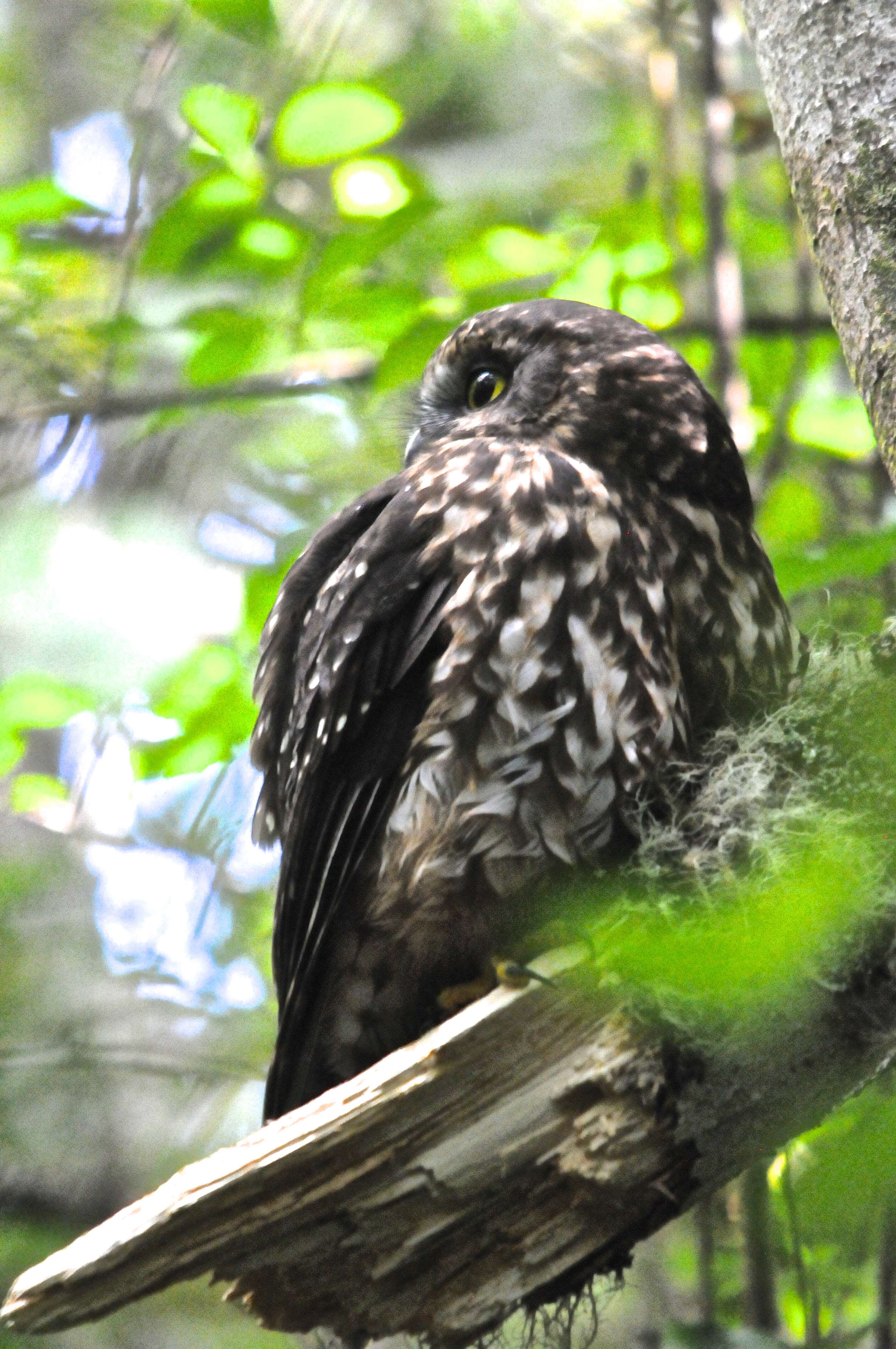 Image of Morepork